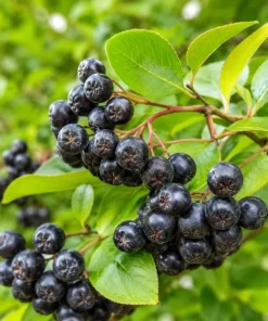 Black Chokeberry Live Shrub - 6-12