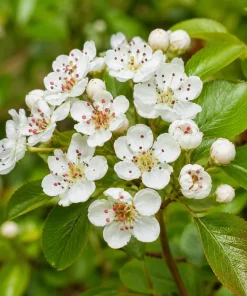 Black Chokeberry Live Shrub - 6-12