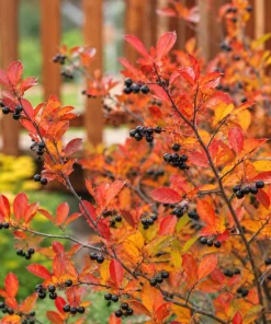 Black Chokeberry Live Shrub - 6-12