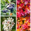 Black Chokeberry Seeds - Aronia Melanocarpa Shrub, White Flowers, 50 Seeds - Image 1