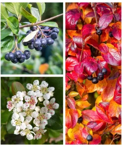 Black Chokeberry Seeds - Aronia Melanocarpa Shrub, White Flowers, 50 Seeds - Image 1