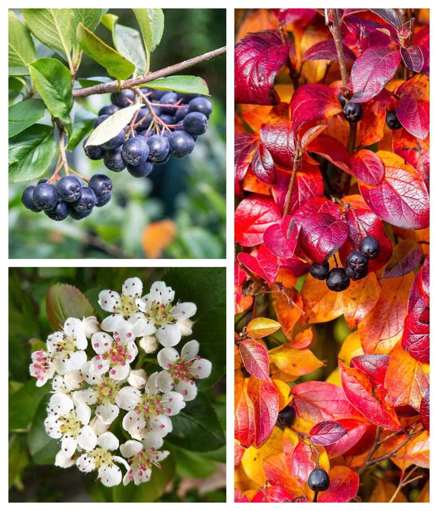 Black Chokeberry Seeds - Aronia Melanocarpa Shrub, White Flowers, 50 Seeds - Image 1