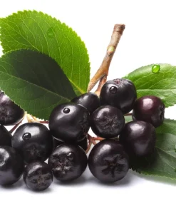 Black Chokeberry Seeds - Aronia Melanocarpa Shrub, White Flowers, 50 Seeds - Image 11