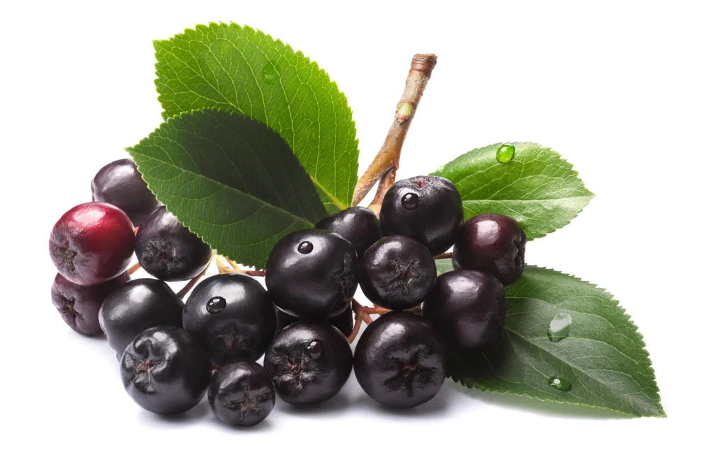 Black Chokeberry Seeds - Aronia Melanocarpa Shrub, White Flowers, 50 Seeds - Image 11