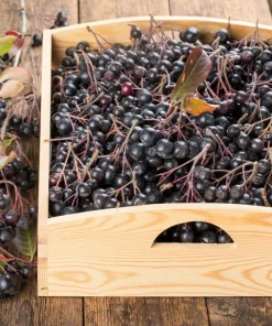 Black Chokeberry Seeds - Aronia Melanocarpa Shrub, White Flowers, 50 Seeds - Image 12