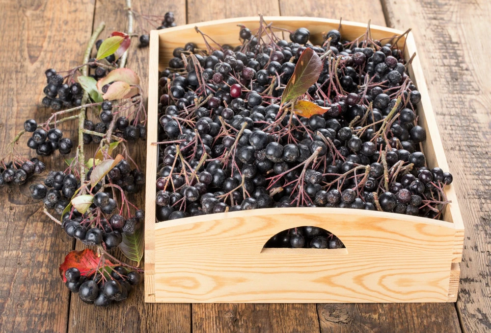 Black Chokeberry Seeds - Aronia Melanocarpa Shrub, White Flowers, 50 Seeds - Image 12