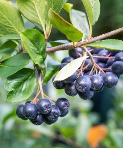 Black Chokeberry Seeds - Aronia Melanocarpa Shrub, White Flowers, 50 Seeds - Image 13