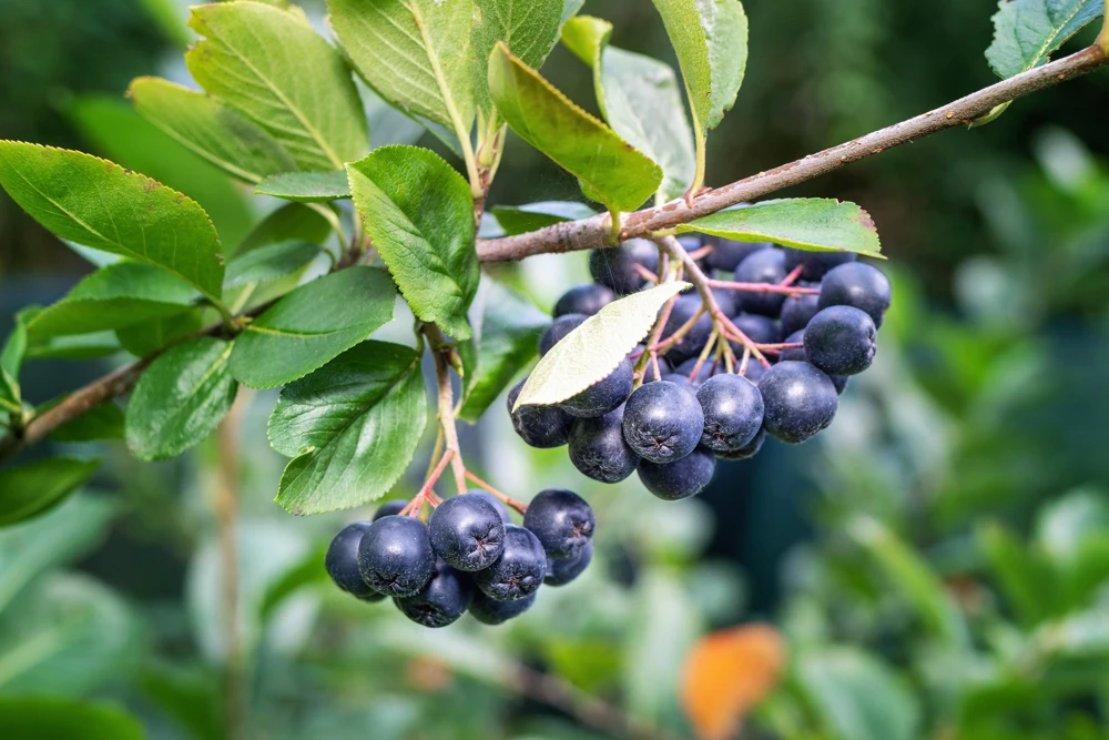 Black Chokeberry Seeds - Aronia Melanocarpa Shrub, White Flowers, 50 Seeds - Image 13