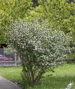 Black Chokeberry Seeds - Aronia Melanocarpa Shrub, White Flowers, 50 Seeds - Image 14