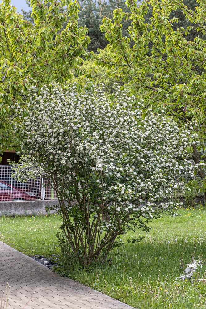 Black Chokeberry Seeds - Aronia Melanocarpa Shrub, White Flowers, 50 Seeds - Image 14