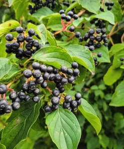 Black Chokeberry Seeds - Aronia Melanocarpa Shrub, White Flowers, 50 Seeds - Image 2