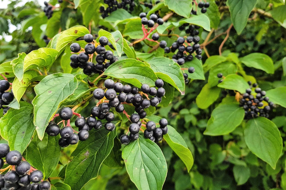 Black Chokeberry Seeds - Aronia Melanocarpa Shrub, White Flowers, 50 Seeds - Image 2