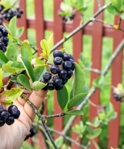 Black Chokeberry Seeds - Aronia Melanocarpa Shrub, White Flowers, 50 Seeds - Image 3