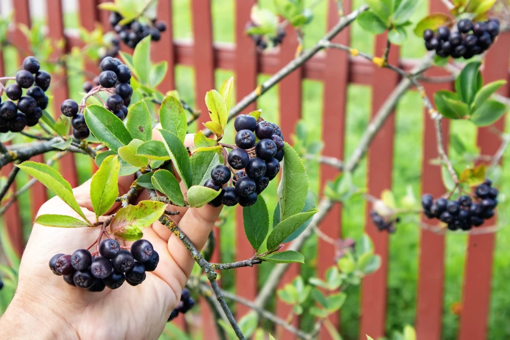 Black Chokeberry Seeds - Aronia Melanocarpa Shrub, White Flowers, 50 Seeds - Image 3