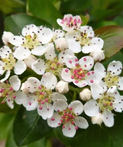 Black Chokeberry Seeds - Aronia Melanocarpa Shrub, White Flowers, 50 Seeds - Image 6