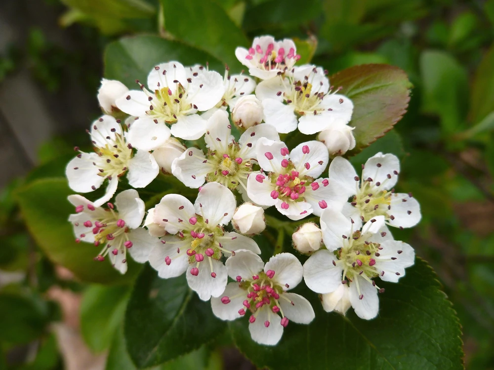 Black Chokeberry Seeds - Aronia Melanocarpa Shrub, White Flowers, 50 Seeds - Image 6