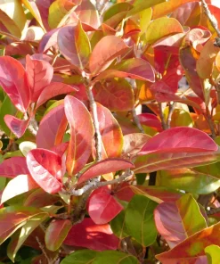 Black Chokeberry Seeds - Aronia Melanocarpa Shrub, White Flowers, 50 Seeds - Image 7