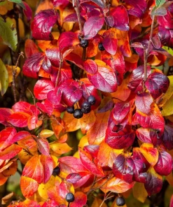 Black Chokeberry Seeds - Aronia Melanocarpa Shrub, White Flowers, 50 Seeds - Image 8