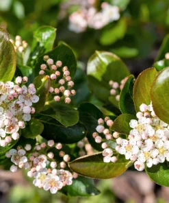 Black Chokeberry Seeds - Aronia Melanocarpa Shrub, White Flowers, 50 Seeds - Image 9