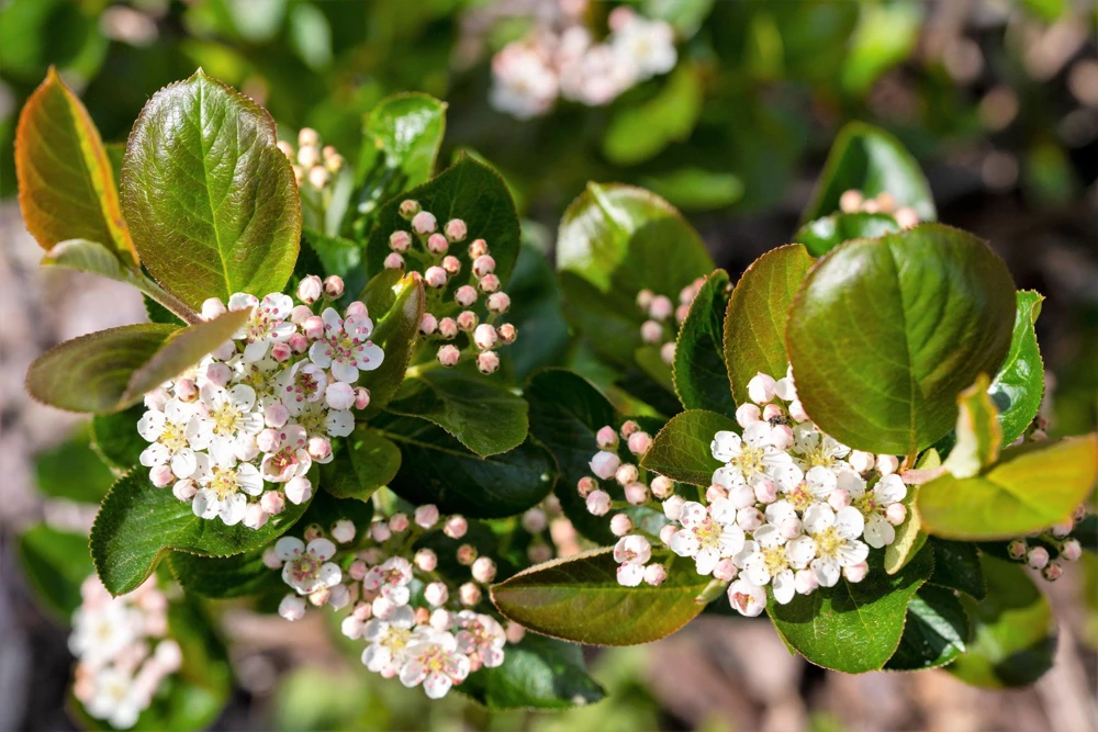 Black Chokeberry Seeds - Aronia Melanocarpa Shrub, White Flowers, 50 Seeds - Image 9