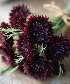Black Cornflower Seeds - 100 Centaurea Cyanus Edible & Ornamental Blooms - Image 2