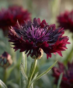 Black Cornflower Seeds - 100 Centaurea Cyanus Edible & Ornamental Blooms - Image 3