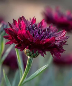 Black Cornflower Seeds - 100 Centaurea Cyanus Edible & Ornamental Blooms - Image 4