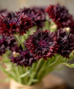 Black Cornflower Seeds - 100 Centaurea Cyanus Edible & Ornamental Blooms - Image 5