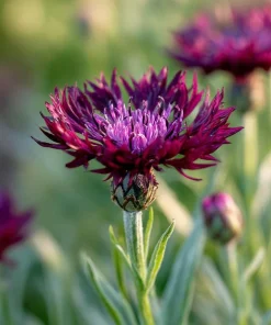 Black Cornflower Seeds - 100 Centaurea Cyanus Edible & Ornamental Blooms - Image 6