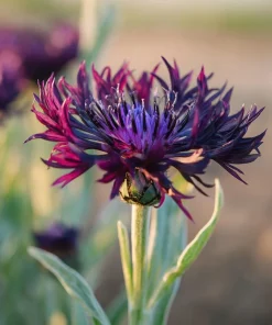 Black Cornflower Seeds - 100 Centaurea Cyanus Edible & Ornamental Blooms - Image 7
