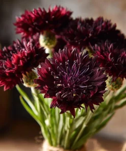 Black Cornflower Seeds - 100 Centaurea Cyanus Edible & Ornamental Blooms - Image 1