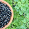 Black Currant Plant Live Rooted Starter Plant - Edible Fruit Bush - Image 1