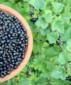 Black Currant Plant Live Rooted Starter Plant - Edible Fruit Bush - Image 1