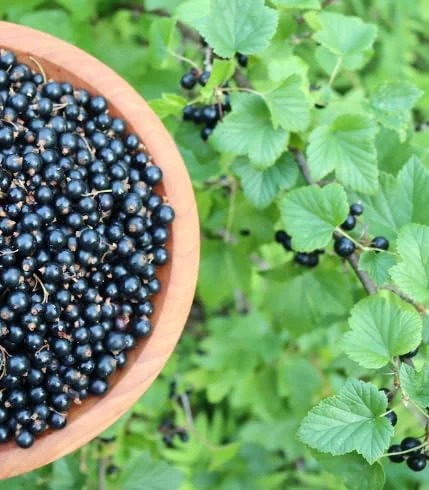 Black Currant Plant Live Rooted Starter Plant - Edible Fruit Bush - Image 1