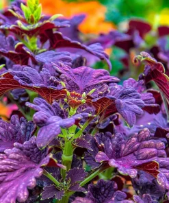 Black Dragon Coleus Seeds - 20 Count - Dramatic Dark Foliage Annual - Image 2