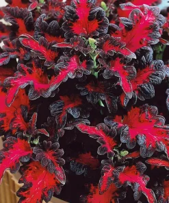 Black Dragon Coleus Seeds - 20 Count - Dramatic Dark Foliage Annual - Image 3
