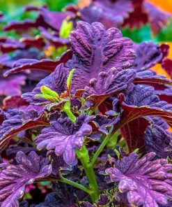 Black Dragon Coleus Seeds - 20 Count - Dramatic Dark Foliage Annual - Image 4