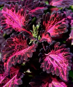 Black Dragon Coleus Seeds - 20 Count - Dramatic Dark Foliage Annual - Image 1