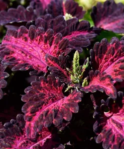 Black Dragon Coleus Seeds - Maroon & Black Foliage, Solenostemon Scutellarioides - 20 Seeds - Image 2