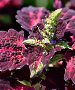 Black Dragon Coleus Seeds - Maroon & Black Foliage, Solenostemon Scutellarioides - 20 Seeds - Image 3