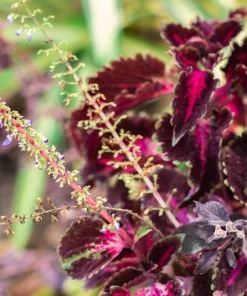Black Dragon Coleus Seeds - Maroon & Black Foliage, Solenostemon Scutellarioides - 20 Seeds - Image 4