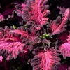 Black Dragon Coleus Seeds - Maroon & Black Foliage, Solenostemon Scutellarioides - 20 Seeds - Image 1