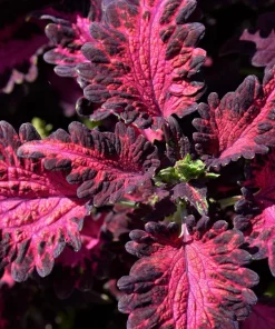 Black Dragon Coleus Seeds - Maroon & Black Foliage, Solenostemon Scutellarioides - 20 Seeds - Image 1