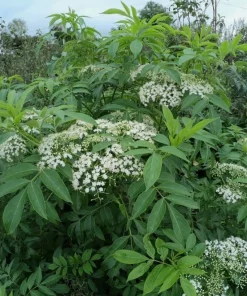 Black Elderberry Live Plant - American Sambucus Nigra Shrub 7-12" Tall in Quart Pot, Outdoor - Image 2