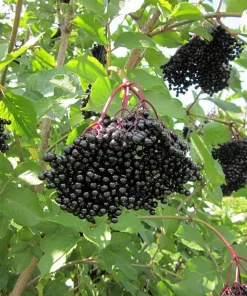 Black Elderberry Live Plant - American Sambucus Nigra Shrub 7-12