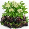 Black Elderberry Live Plant - American Sambucus Nigra Shrub 7-12" Tall in Quart Pot, Outdoor - Image 1