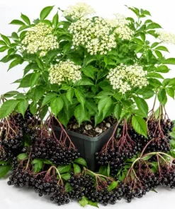 Black Elderberry Live Plant - American Sambucus Nigra Shrub 7-12" Tall in Quart Pot, Outdoor - Image 1