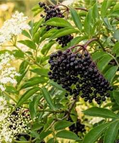 Black Elderberry Live Plant - American Sambucus Nigra Shrub 7-12