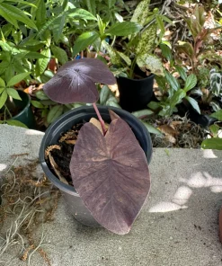 Black Elephant Ear Live Plant - Alocasia Dark Foliage Tropical Houseplant - Image 3