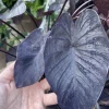 Black Elephant Ear Live Plant - Alocasia - Large Tropical Foliage - Potted - Image 1